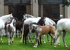 Trakehner Pferde der Wiener Hofreitschule